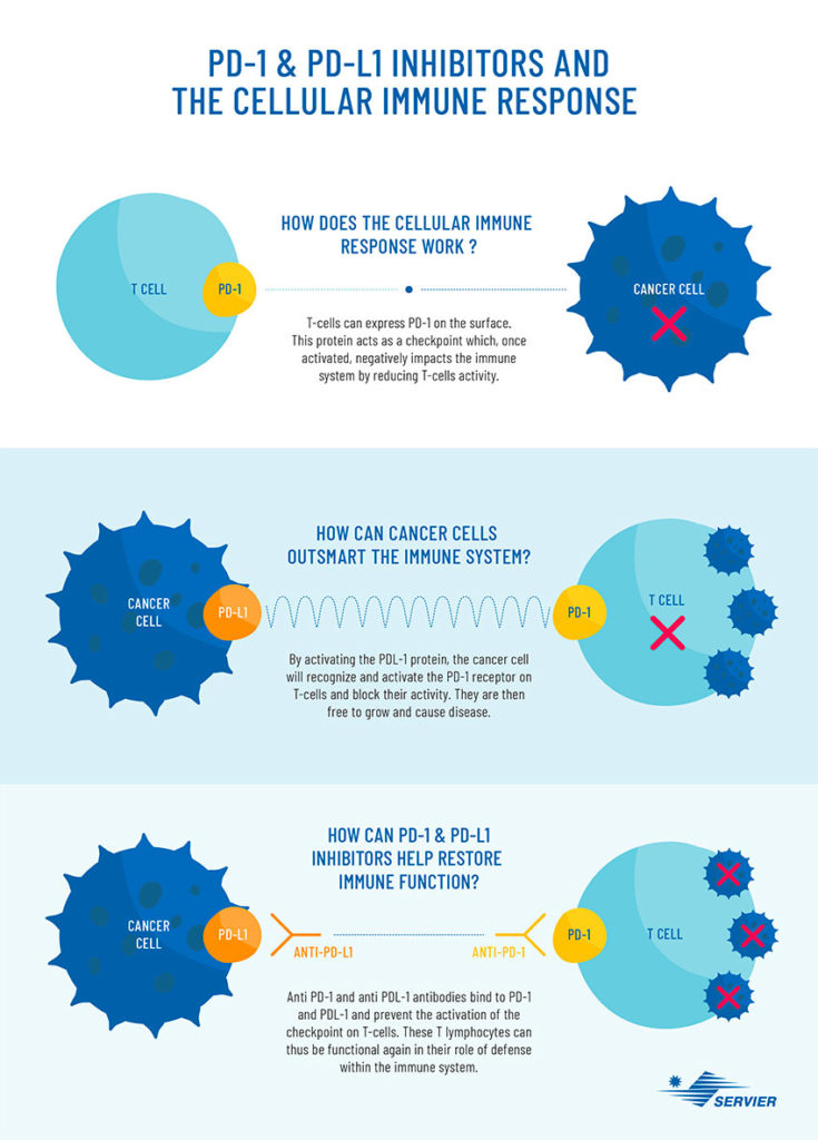 Infographic on the functioning of anti-PD1 and anti-PDL1 antibodies