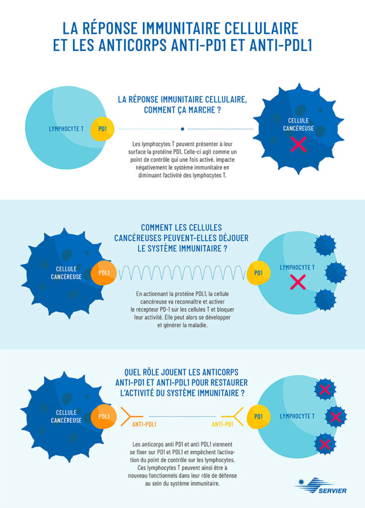 Infographie sur le fonctionnement des anticorps anti-PD1 et anti-PDL1