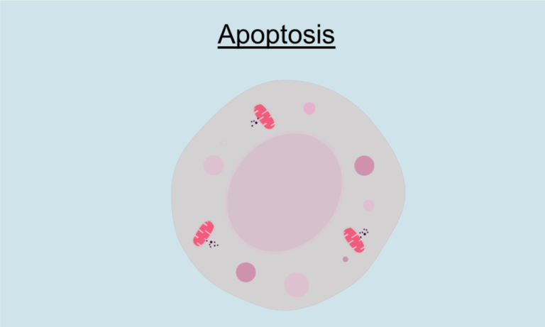 Understanding Apoptosis: Programmed Cell Death - Servier