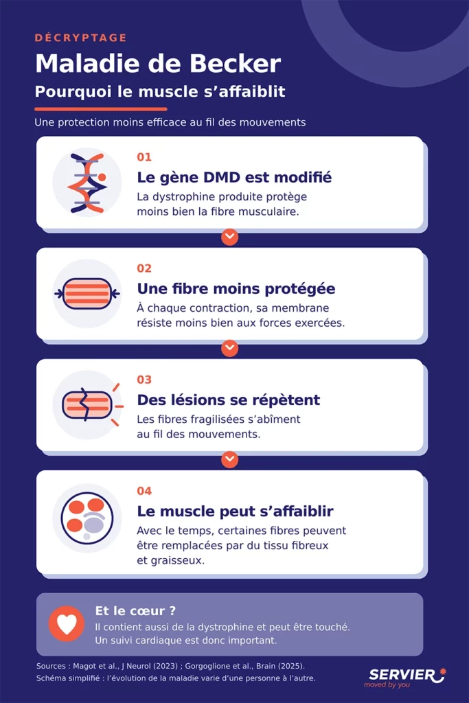 Cliquez sur l'image pour accéder à la description